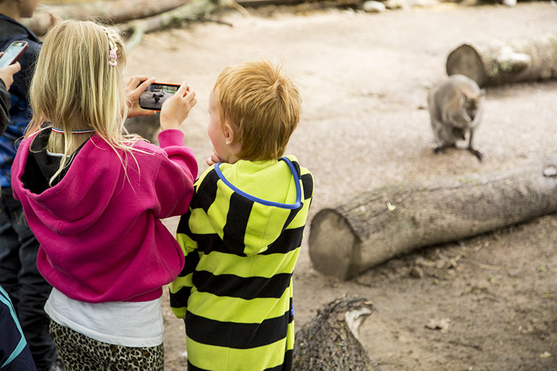 Zwei Kinder stehen am Känguru Gehege und machen ein Bild mit dem Handy.